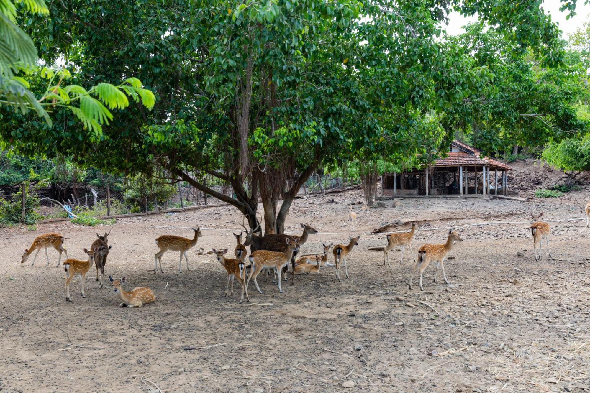 Nui Thom Ecolodge Tuy Hoà Ngoại thất bức ảnh